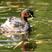 Australasian Grebe